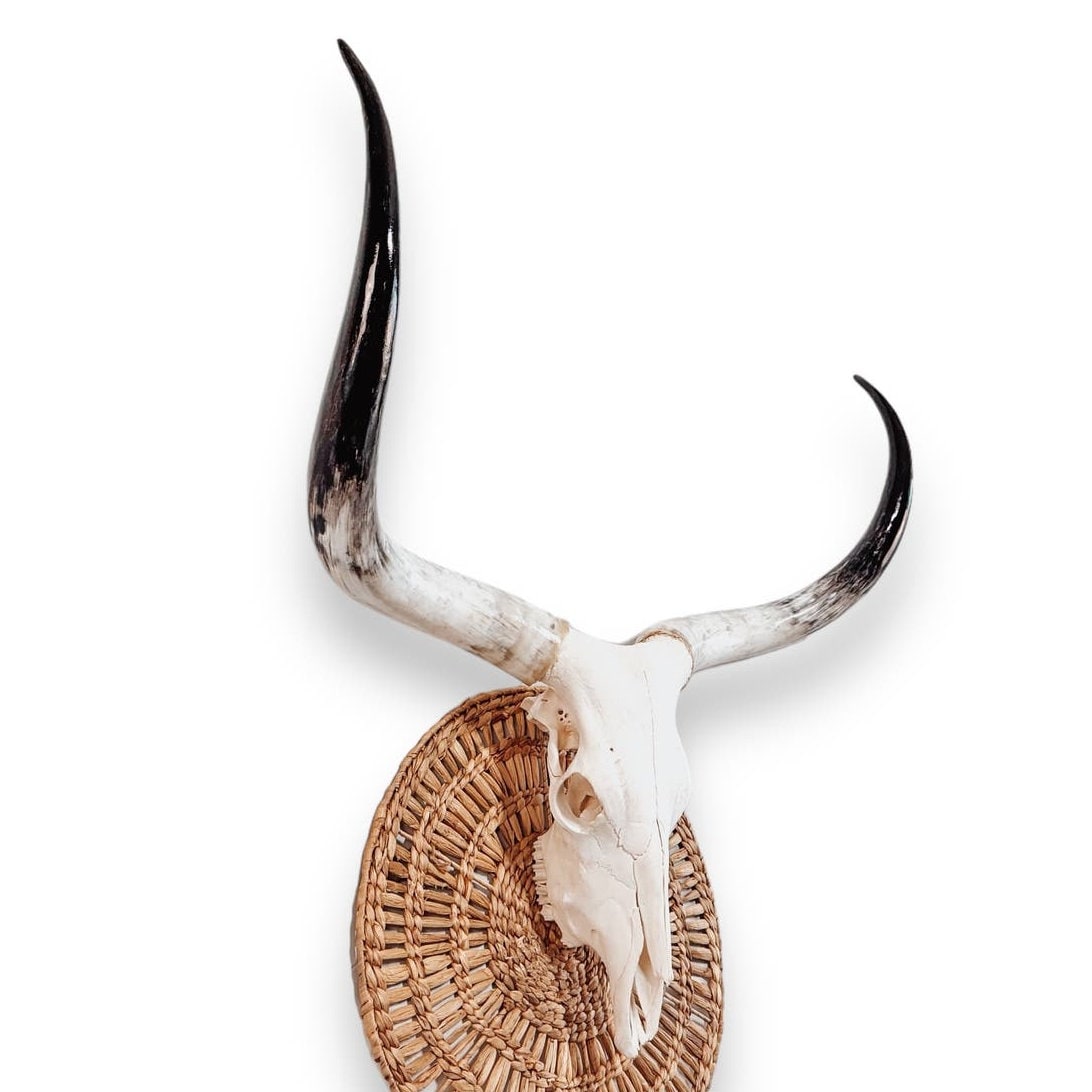 Longhorn skull| Real Steer | Western Boho Home Decor 623 - RAISEYOURHORNS